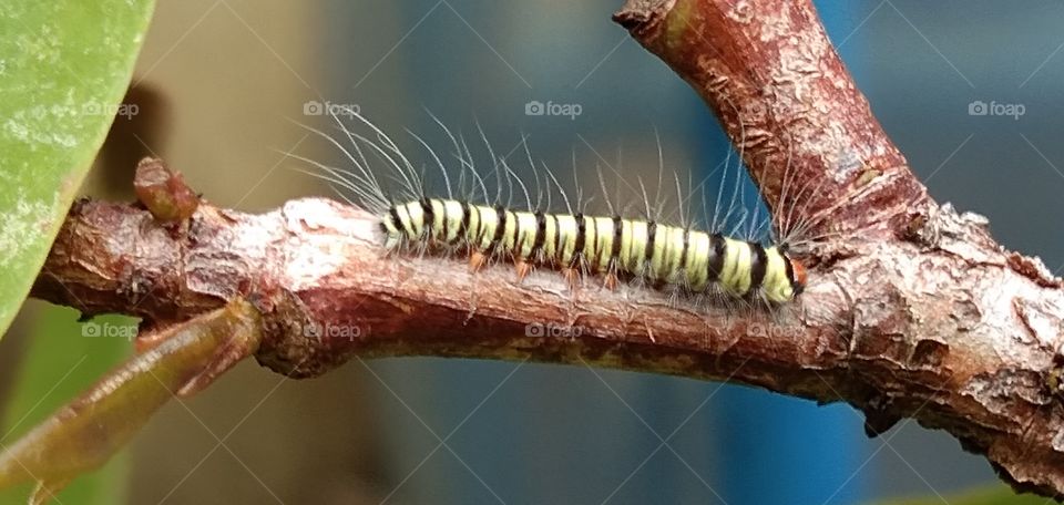 caterpillars on guava trees.