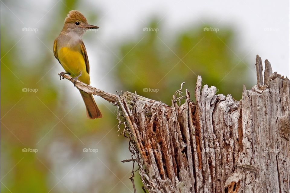 Great Crested Flycatcher perched waiting for a fly.