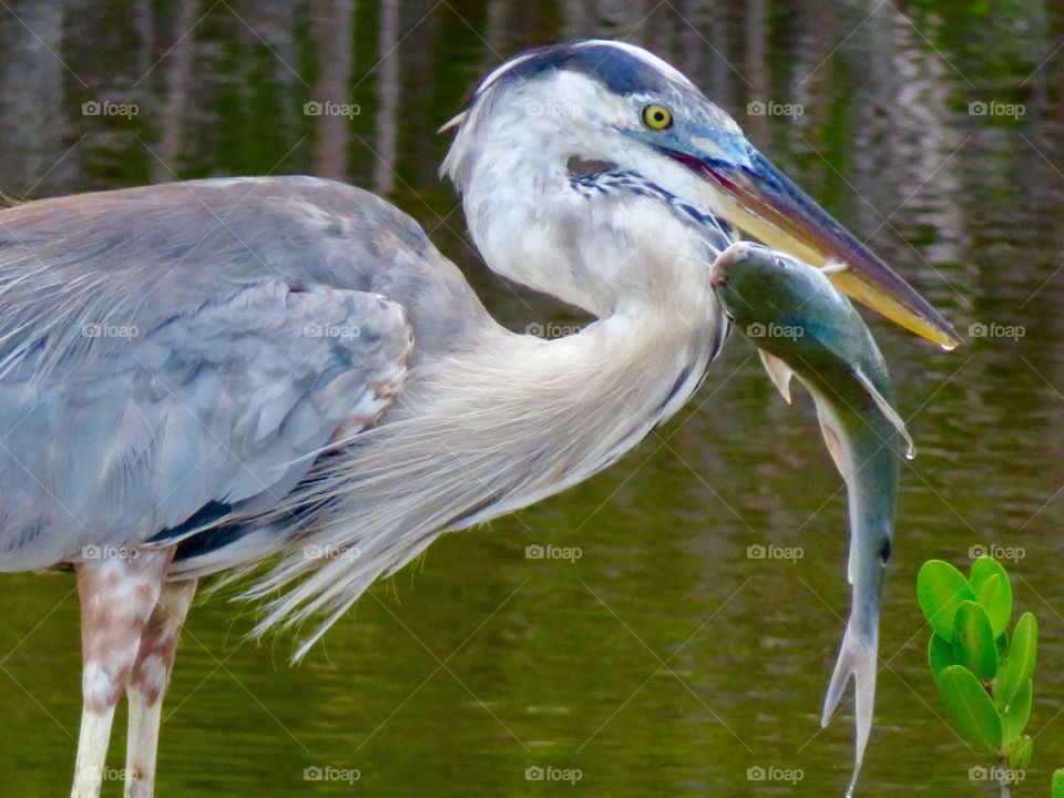 The Heron and the Fish