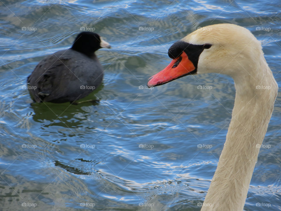 Curious swan