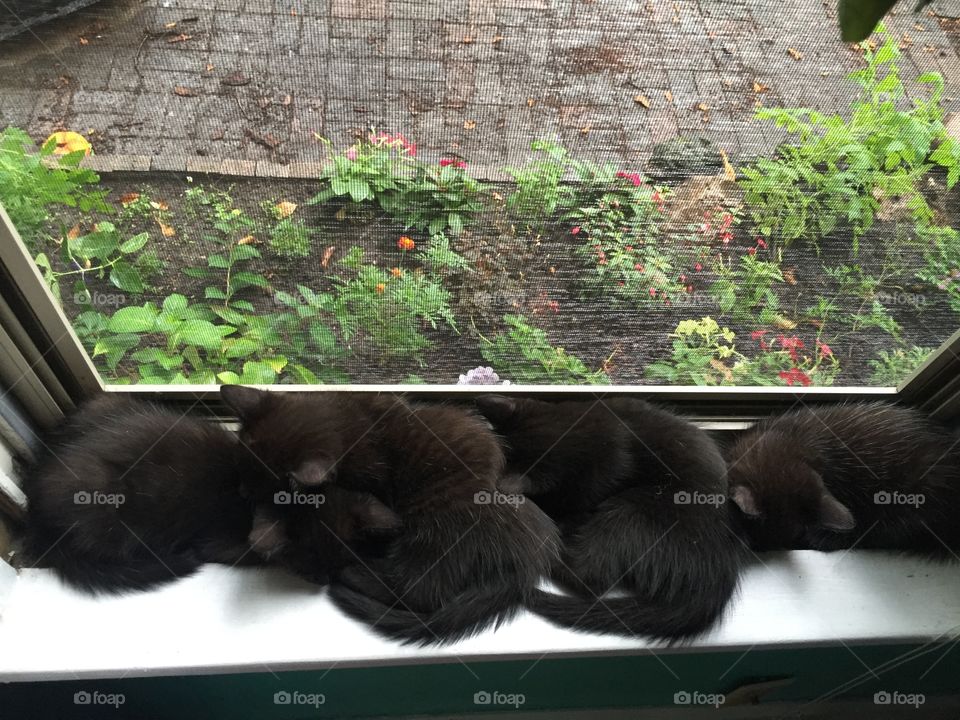 Window sill kittens