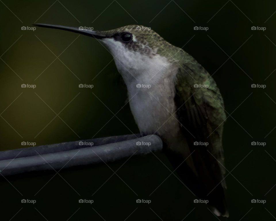 “Penguin” look a like; Hummingbird