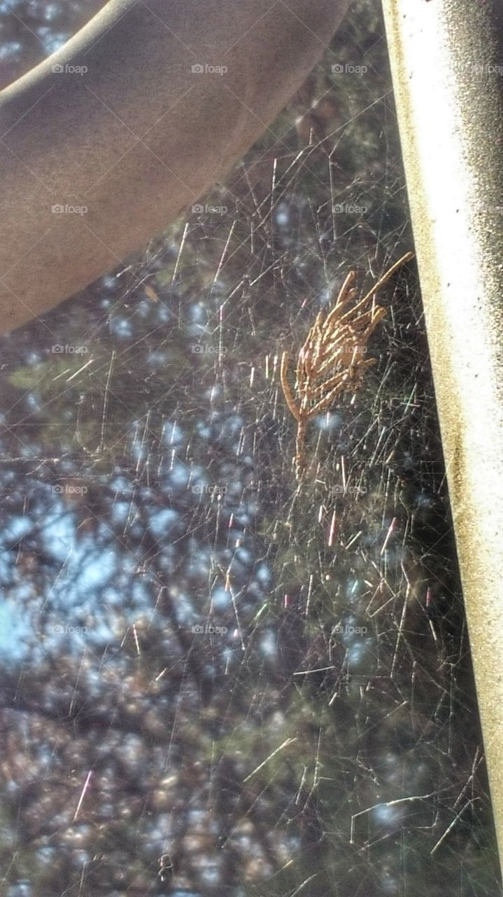 Cedar in Web