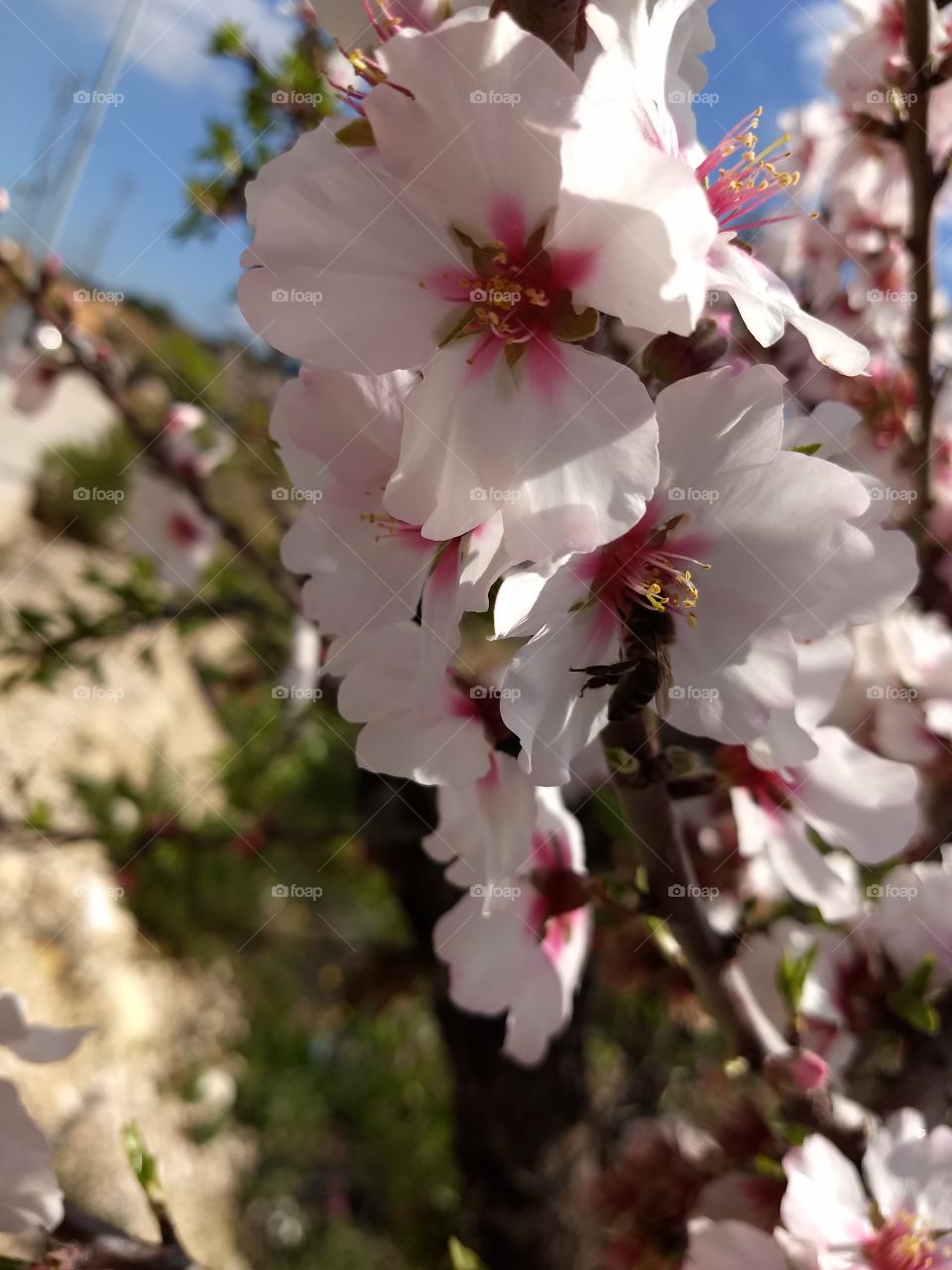 Mandelblüte