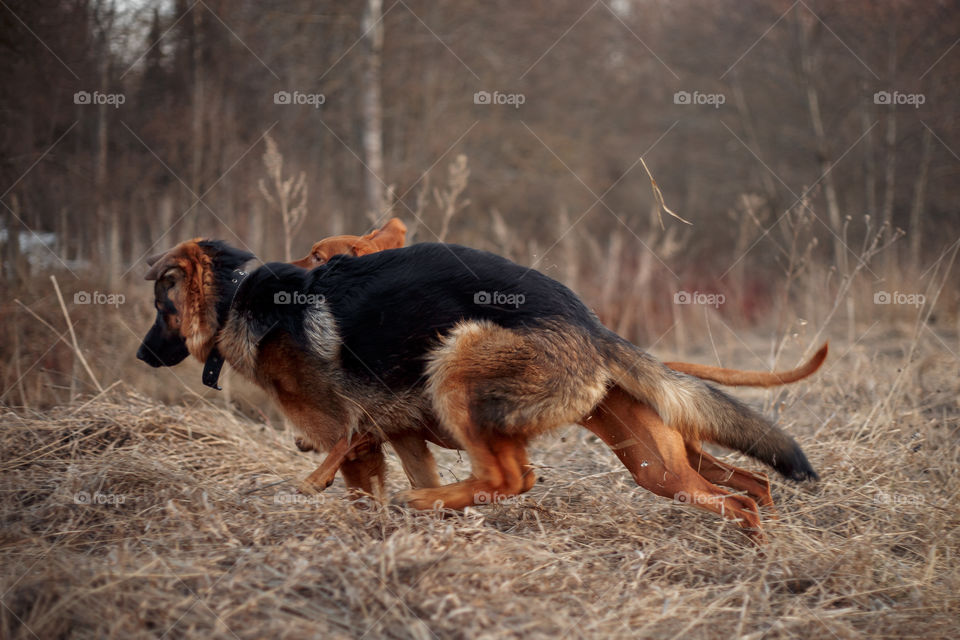 German shepherd young male dog playing with Hungarian vizsla dog outdoor at a spring evening