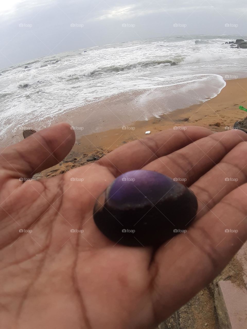 rare cowrie seashell