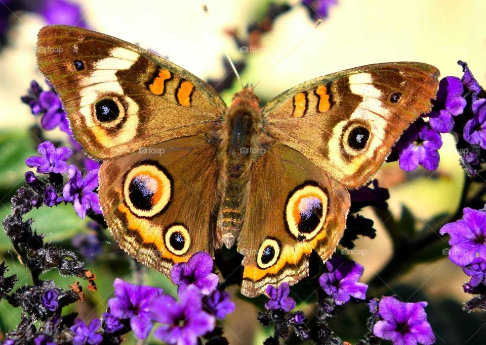 Wings of a butterfly