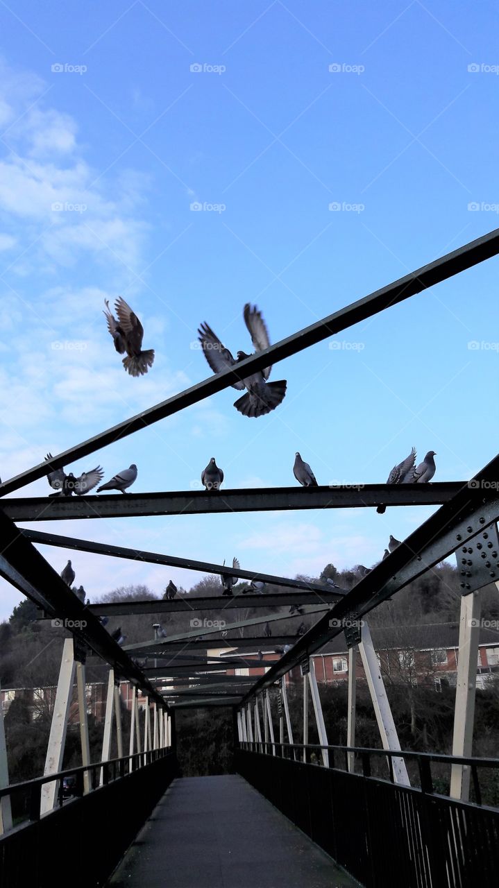 Pigeons Flying Away and Landing