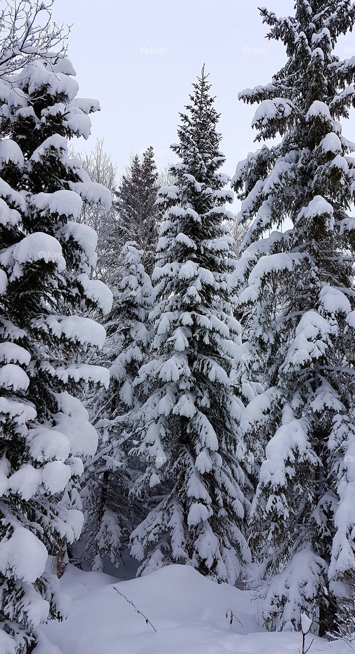 Snow covered forest