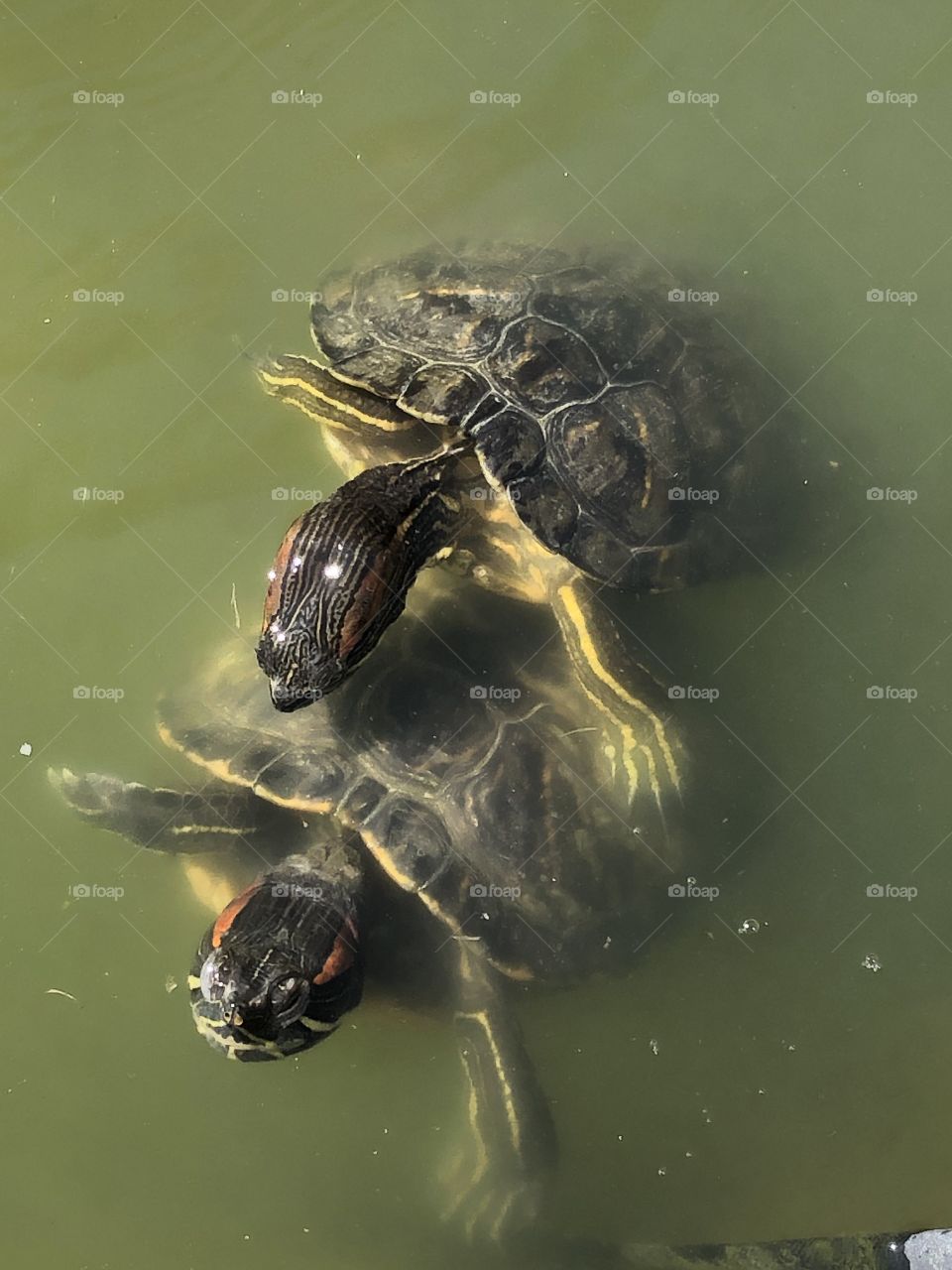 Two turtles