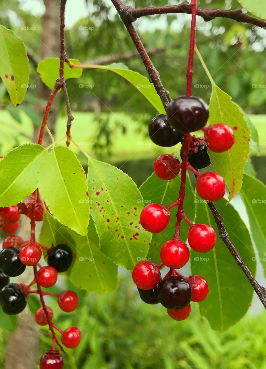 Red and black berries 