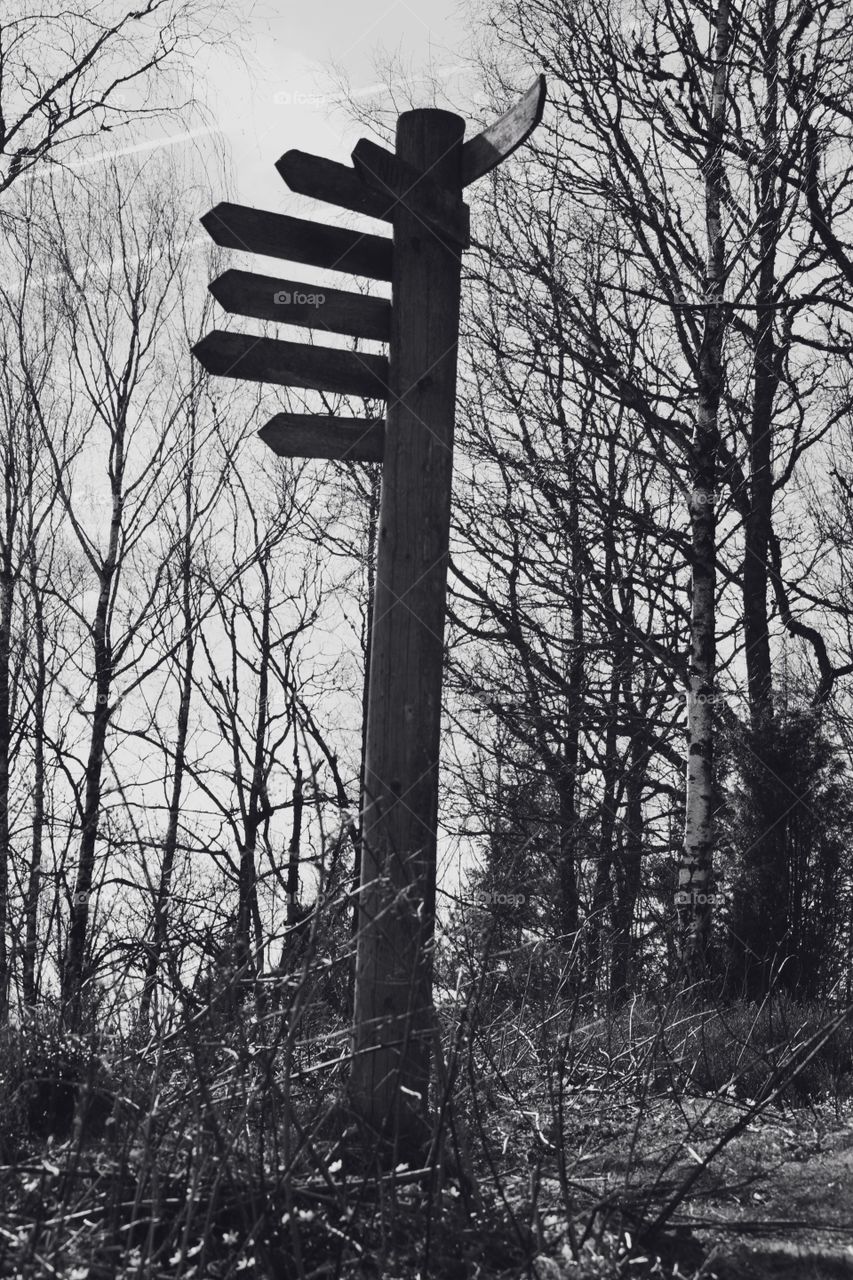 Show the way. Signs in the forrest