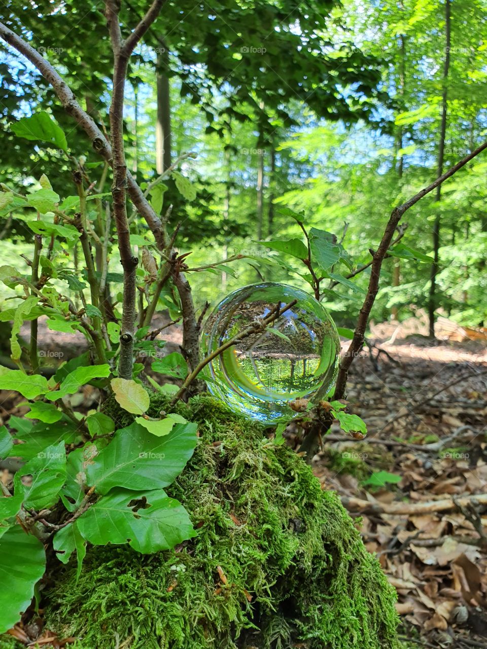 Glassball in the forest
