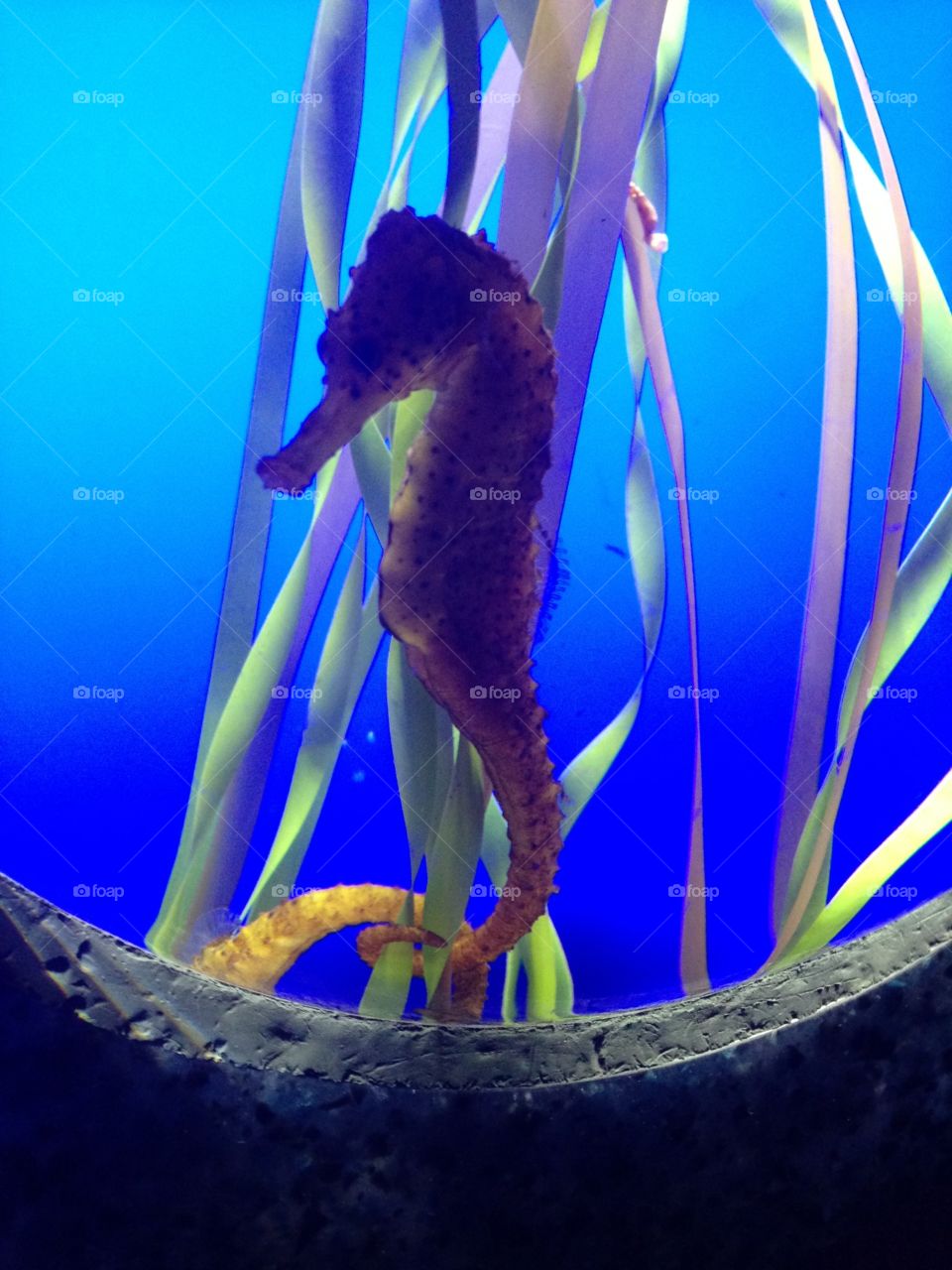 Lonely majestic seahorse 