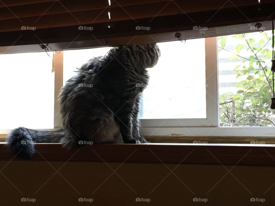 Cat bird spotting 