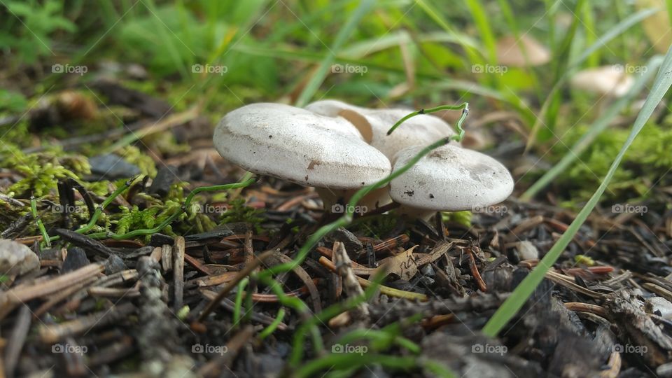 Waxy Cap Mushrooms