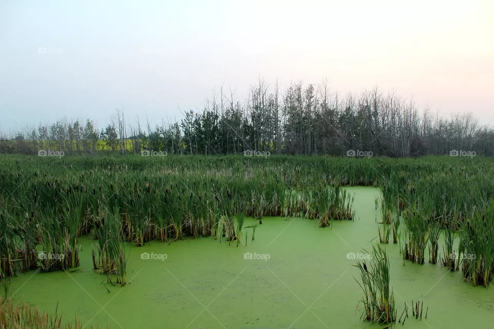 green
