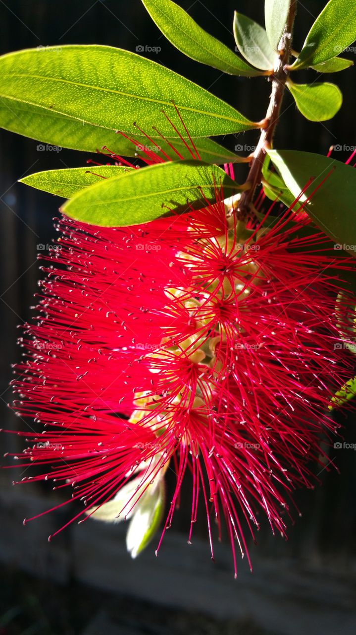 Nature, No Person, Flora, Leaf, Flower