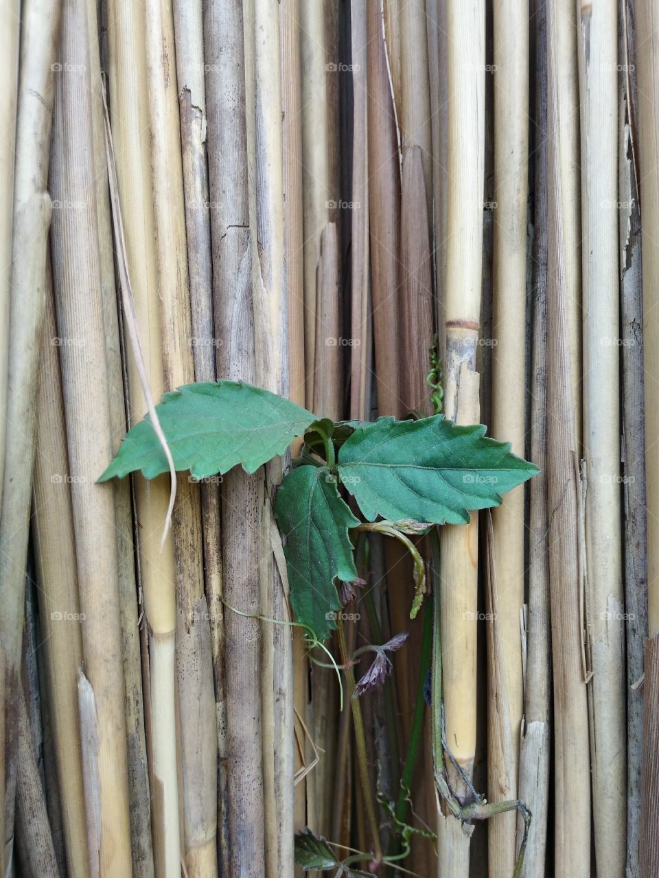 plant in bamboo