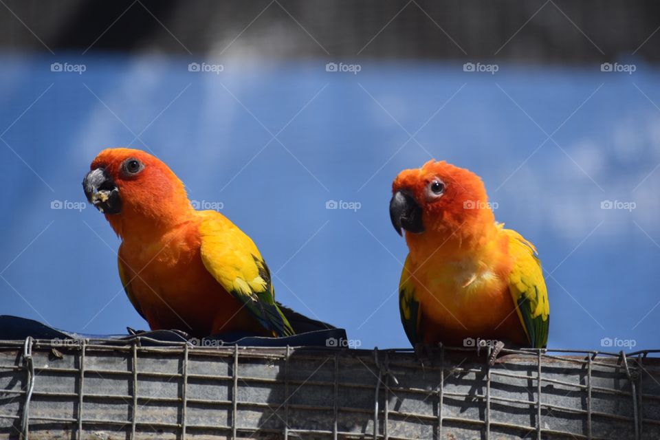Beautiful Birds