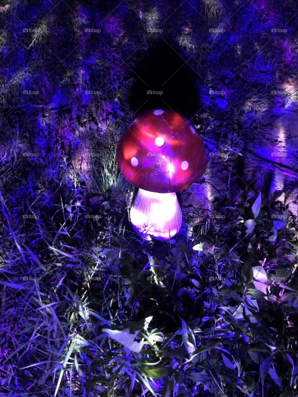 Magical Mushrooms 