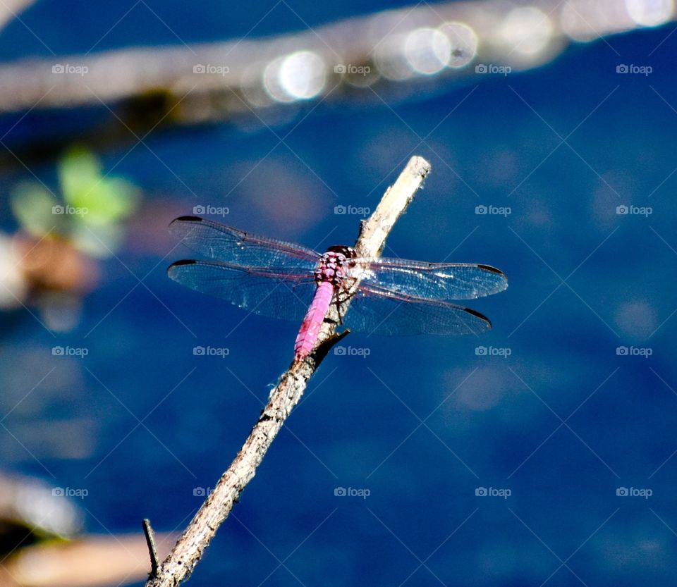 dragonfly