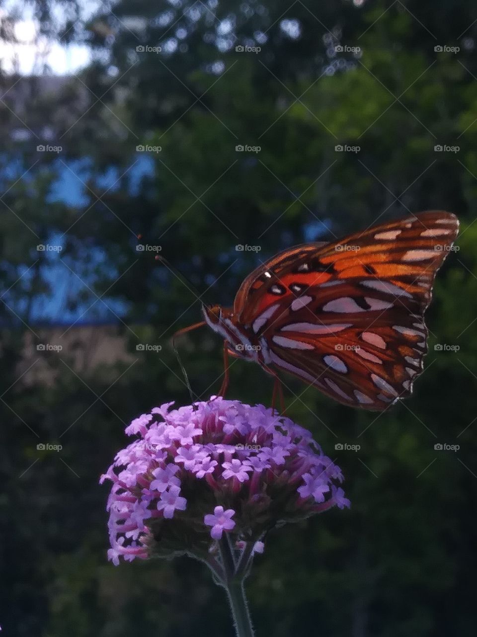 butterfly verbena