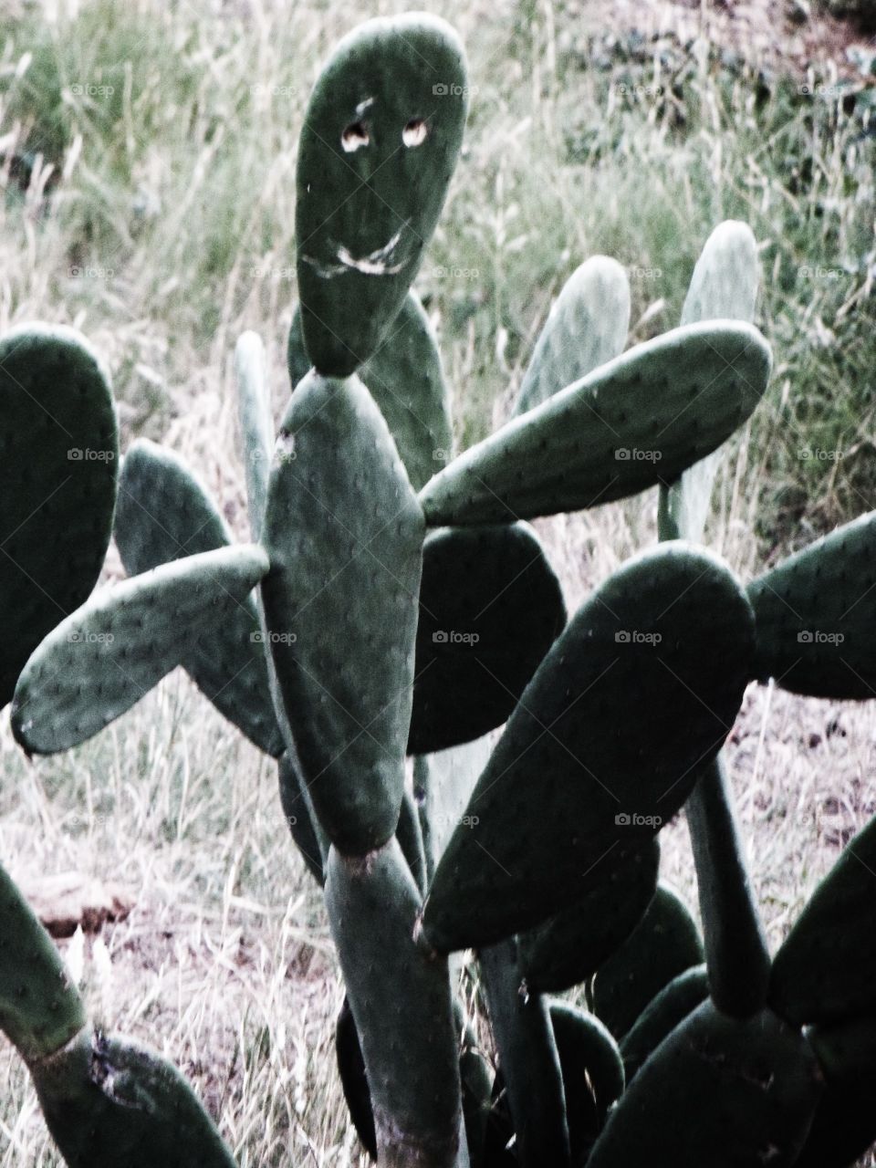 Cactus man in Spain
