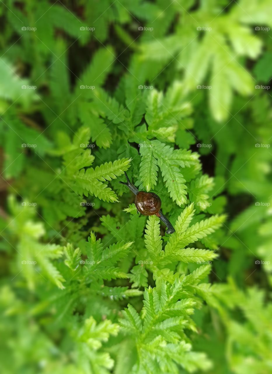 Small Och with grass.