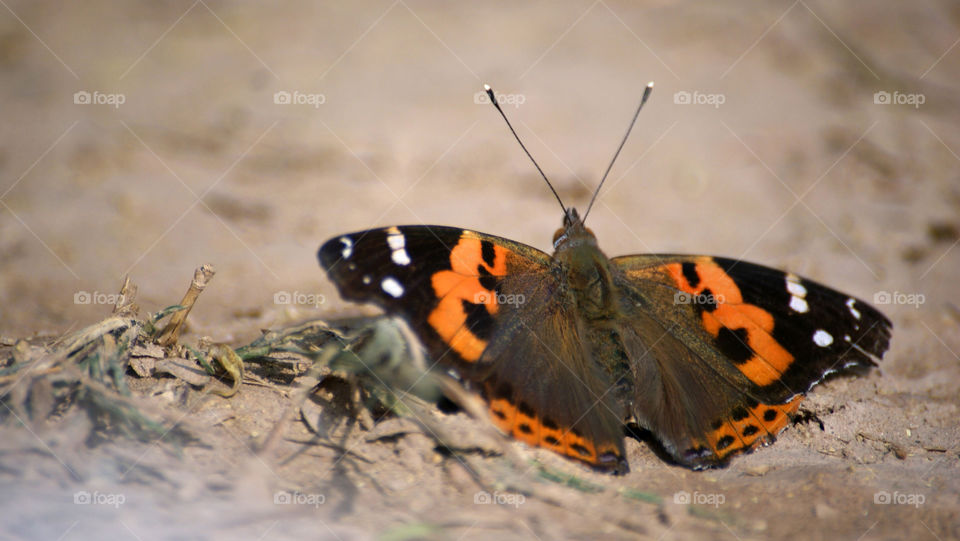 Shades of green, brown, orange and white - make a pretty butterfly -beauty in the details.