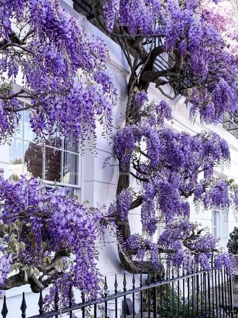 I love chinese wisteria! They are colorful and beautiful and have a pleasant smell. And they make the buildings more beautiful. Natural decoration to beautify the city and other places..