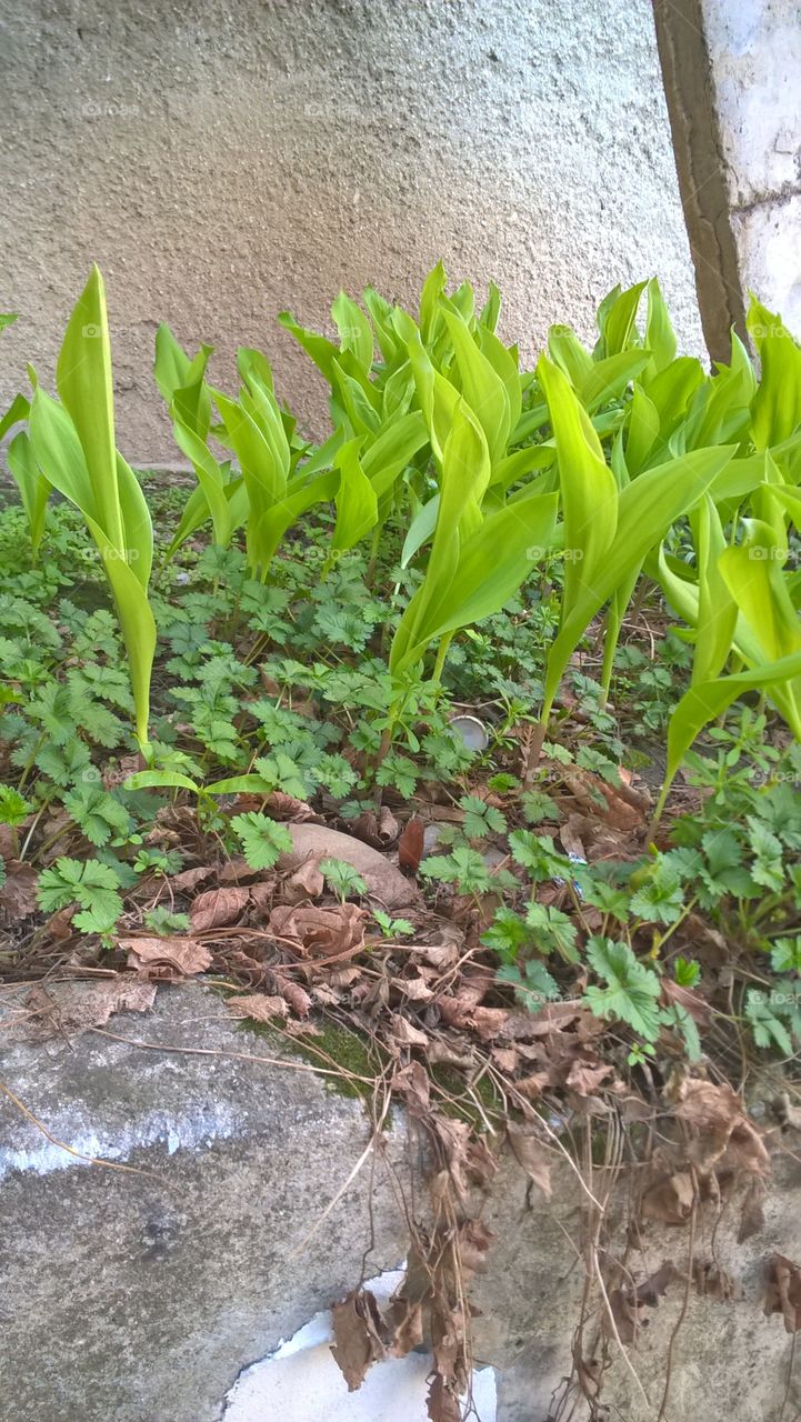 green plants