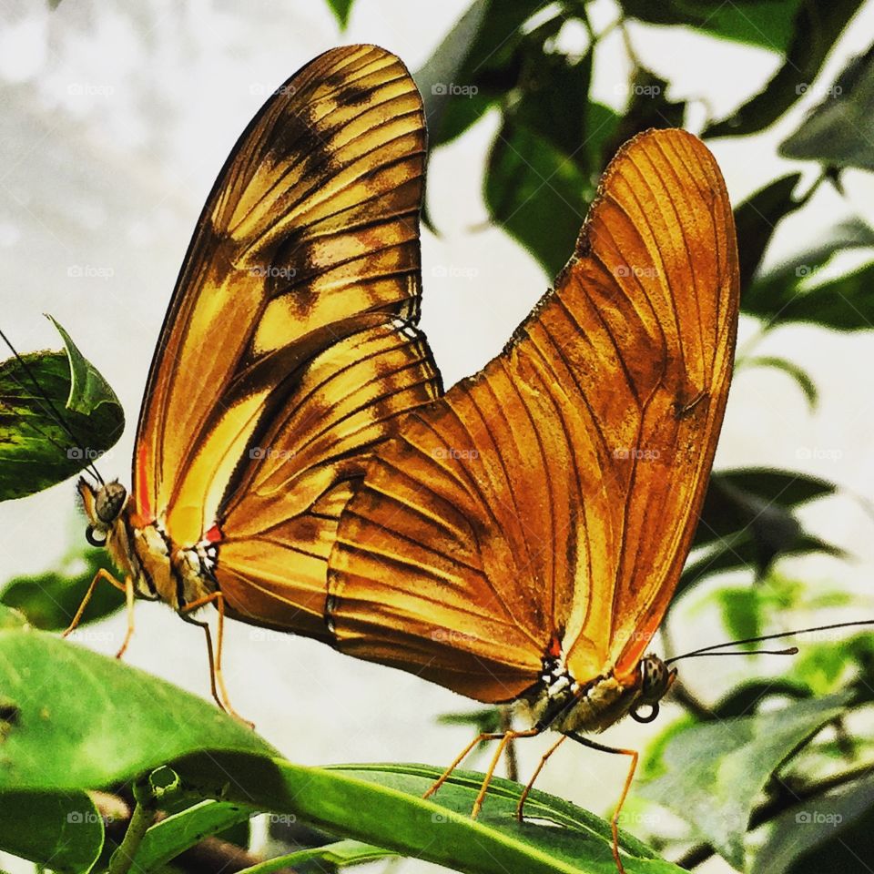 Las mariposas también hacen el amor. La naturaleza en su máxima expresión, mariposas copulando para que la especie perdure.