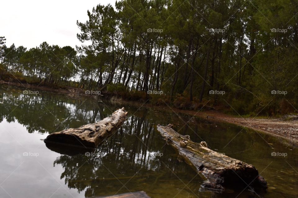 Tree trunks in the lake 