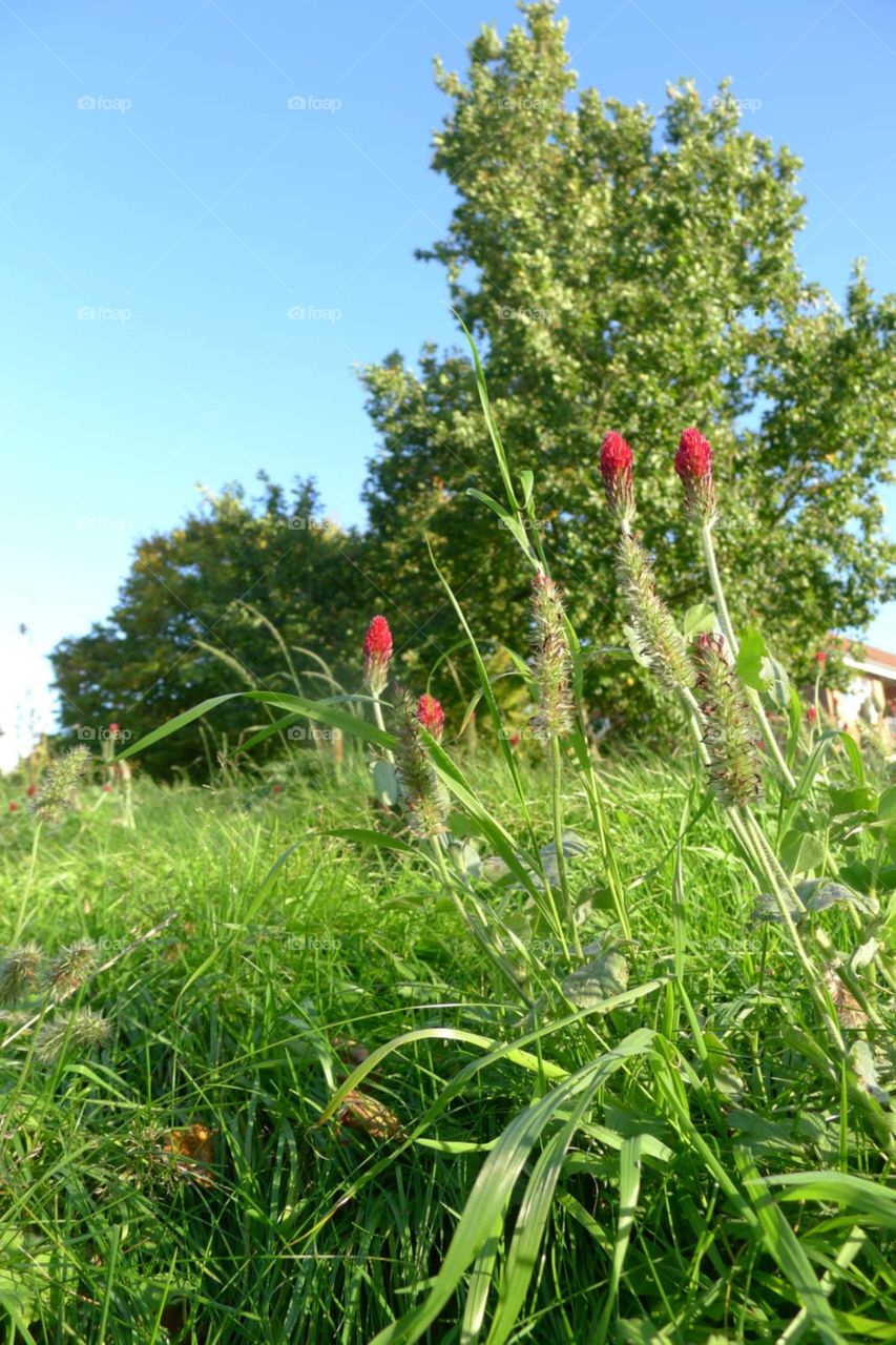 Sommer Wiese gras Nature. freude