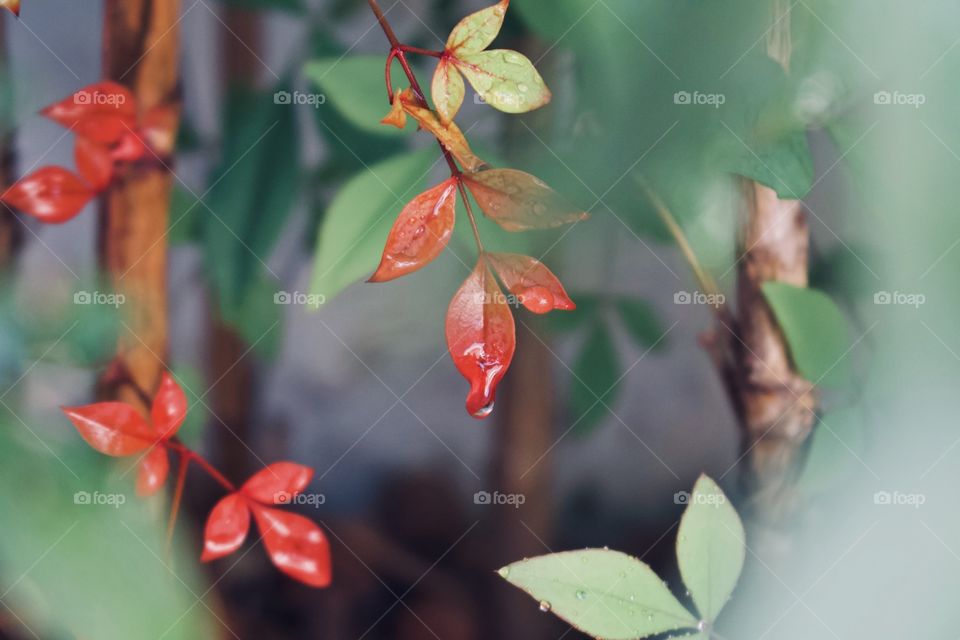Small red leaves in the middle of green leaves