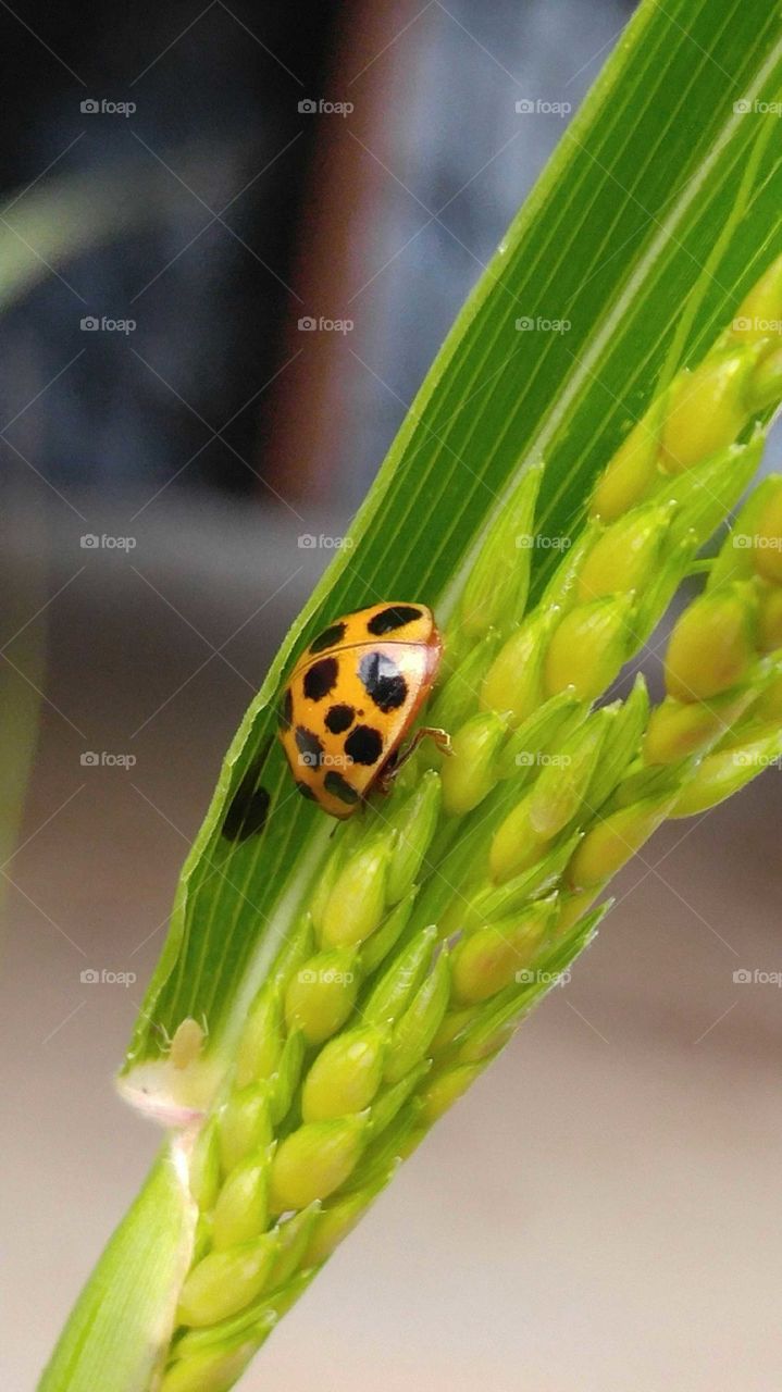 Lady Beetle