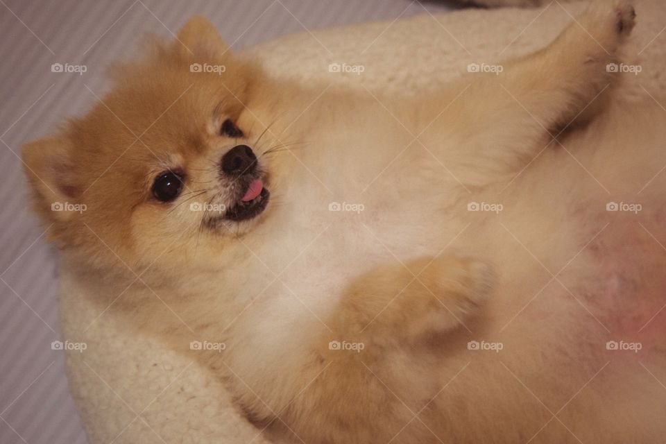 Dog lying on pet bed