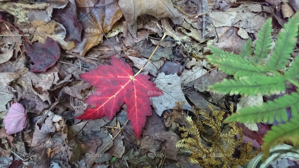 Maple Leaf