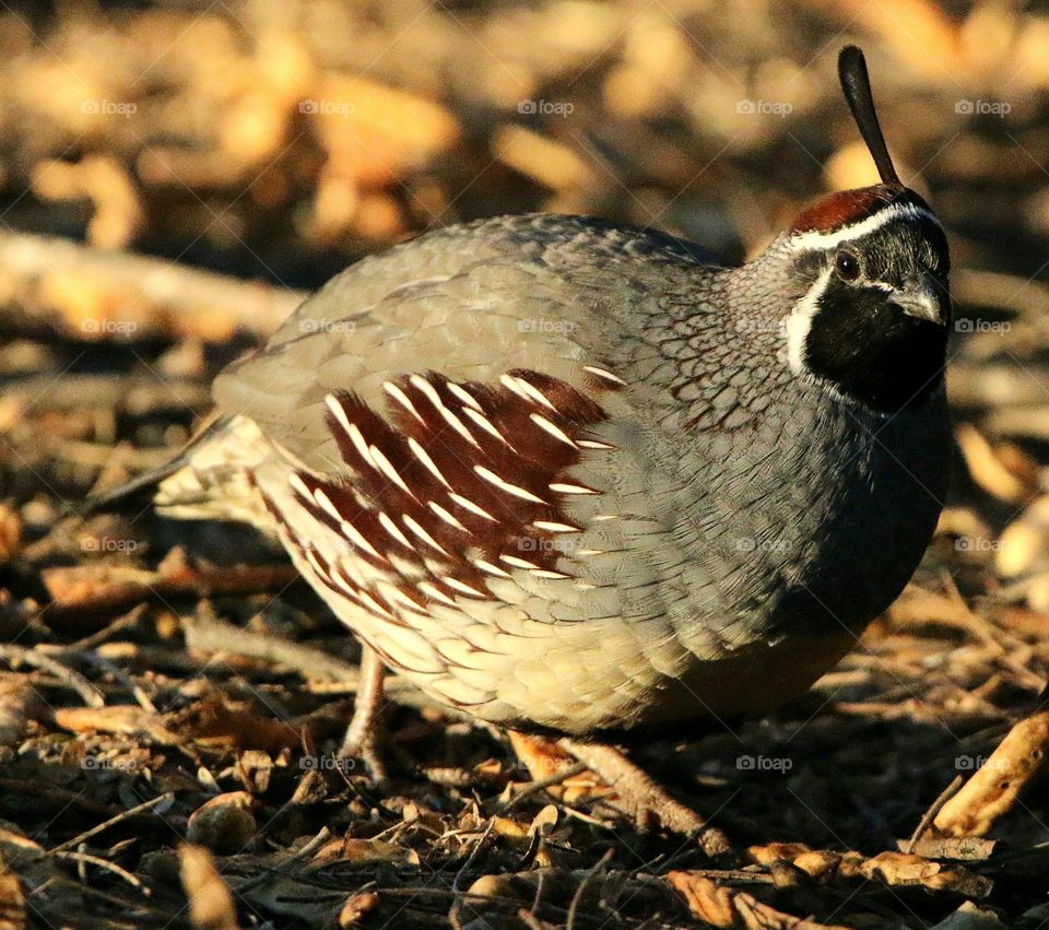 Quail on an Arizona Morning