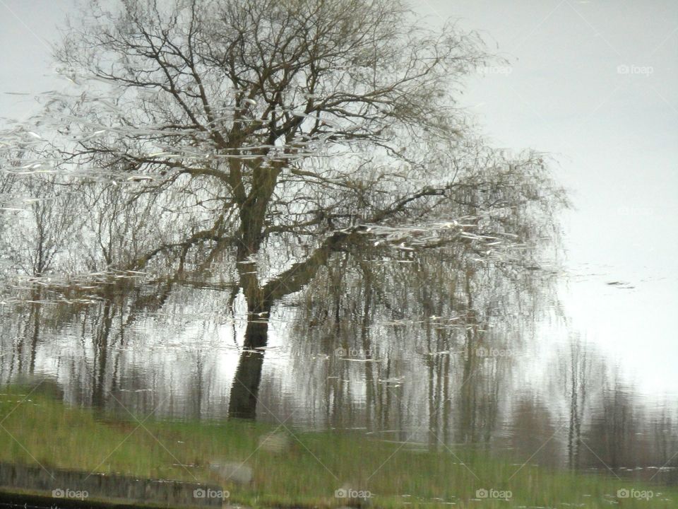 Tree, Landscape, Wood, Nature, Weather