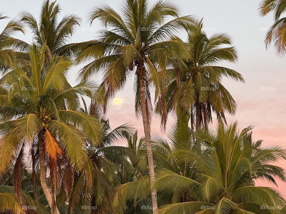 Palmeras y la luna de fondo