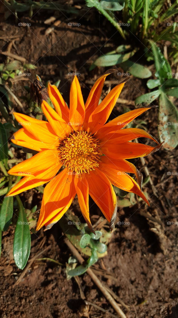 Bright Orange Bloom