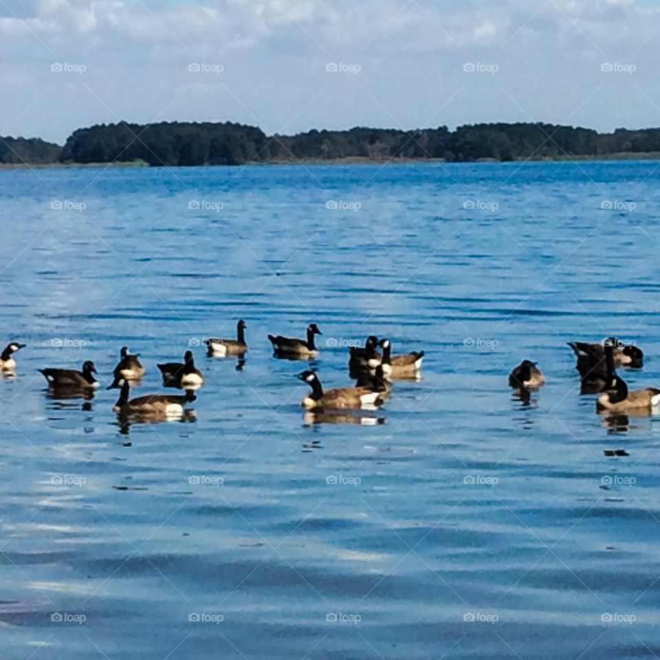 Geese playing in the water