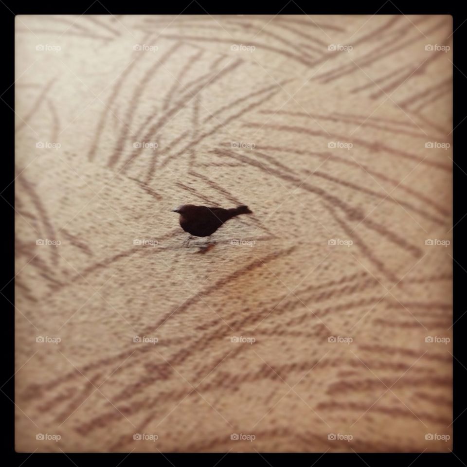 Bird in airport 