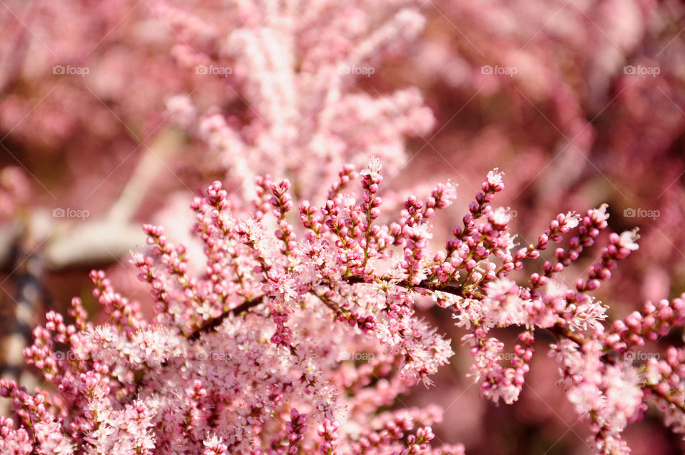 pink blooming branch