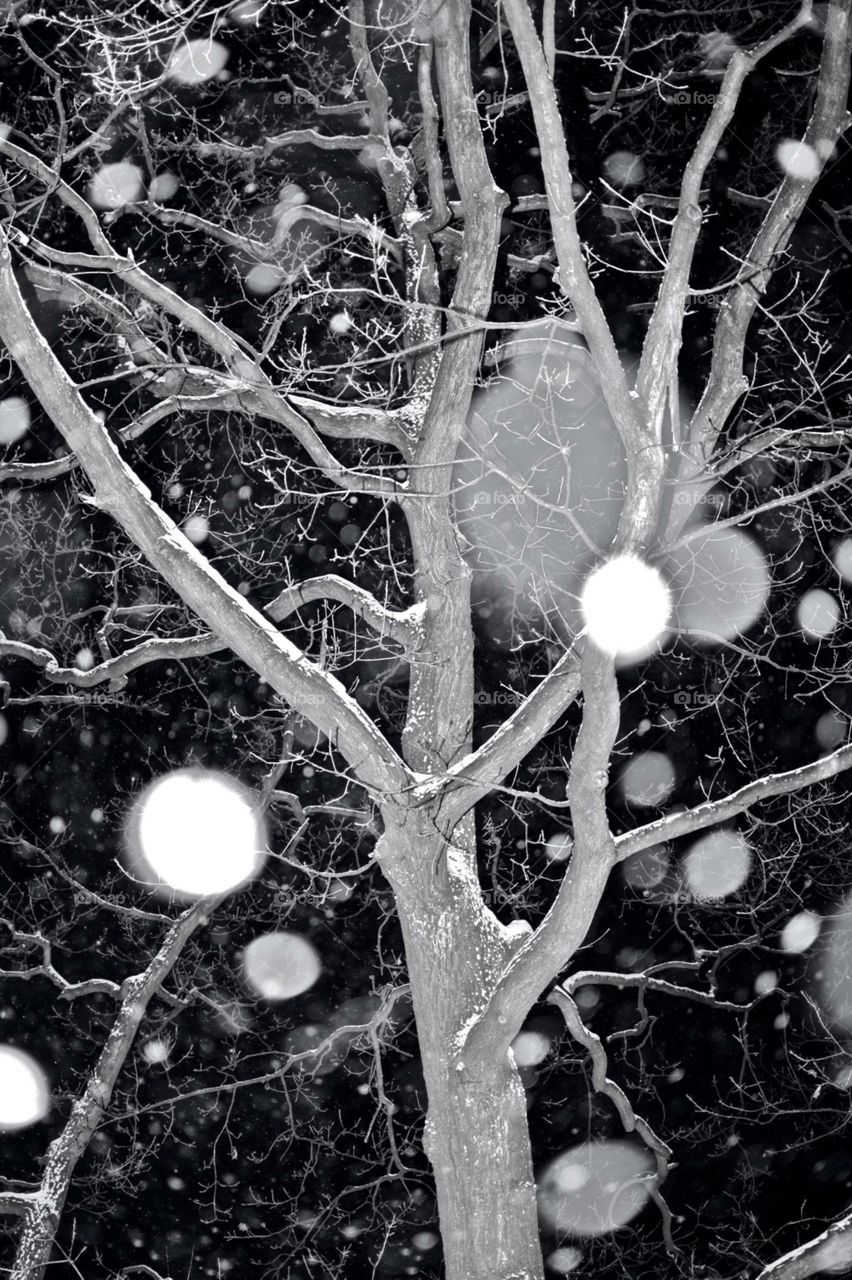 No Person, Nature, Desktop, Flora, Tree