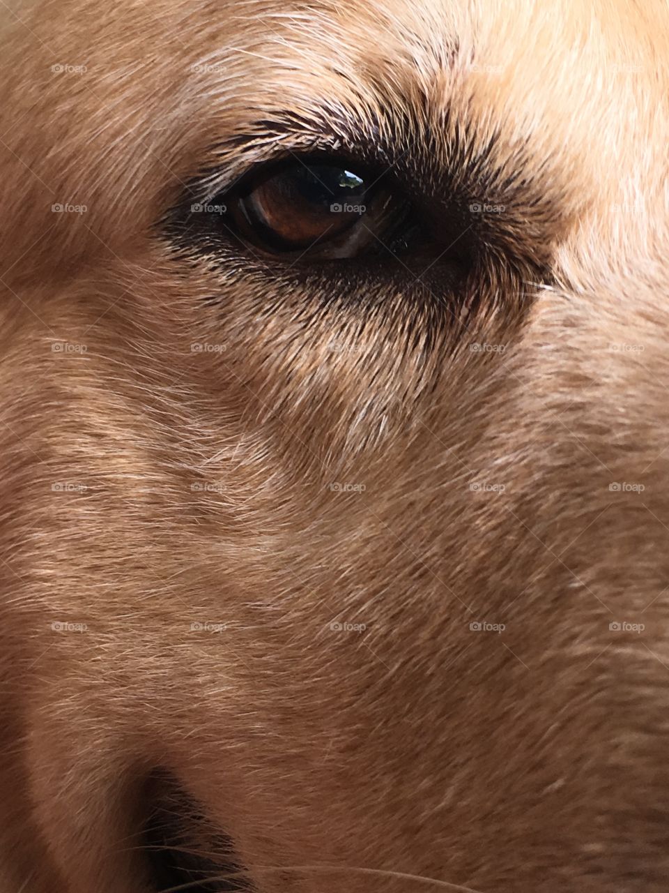 Beautiful eyes from a cute dog