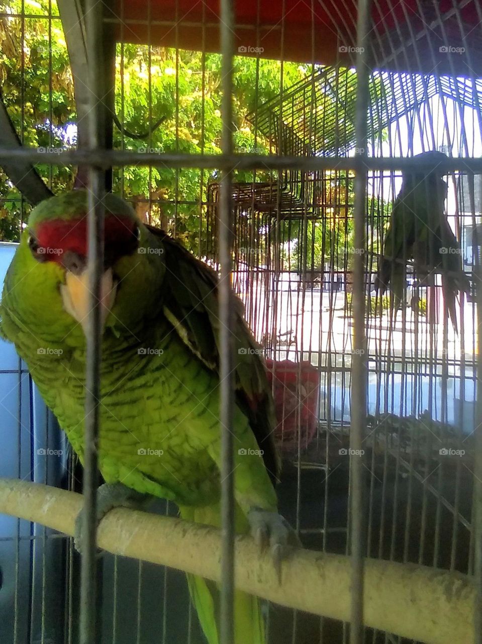 Bird In Cage