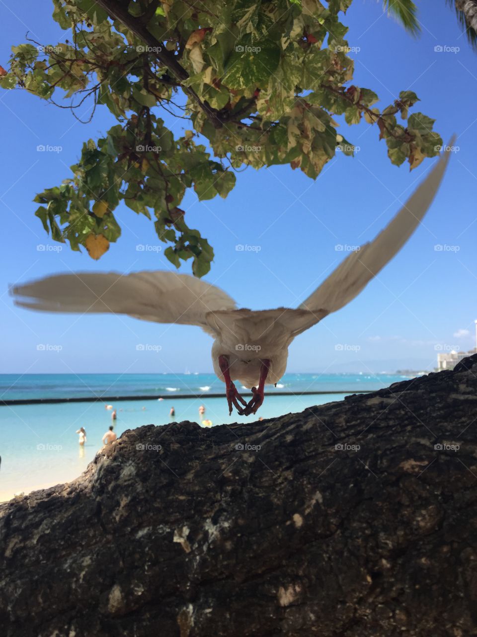 Bird, Sky, Nature, Water, No Person